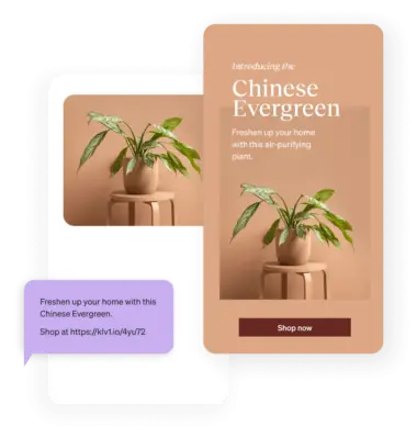 An email and text marketing messaging for purchasing a Chinese Evergreen plant