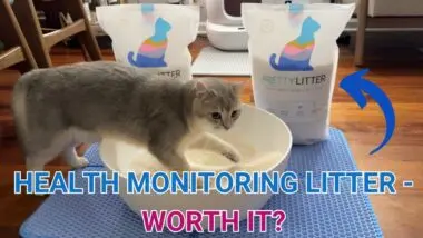 Cat in a litter box with PrettyLitter bags in the background. Text: "Health Monitoring Litter - Worth It?